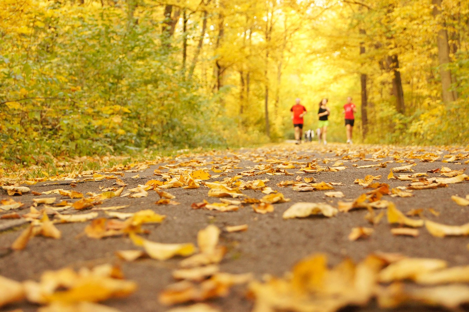 Hardlopen bos